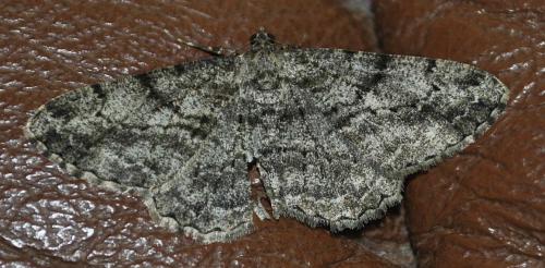 Peribatodes rhomboidaria